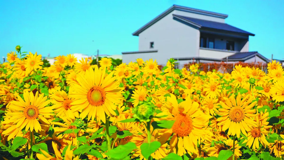 冬陽向日葵 繽紛大寮花田