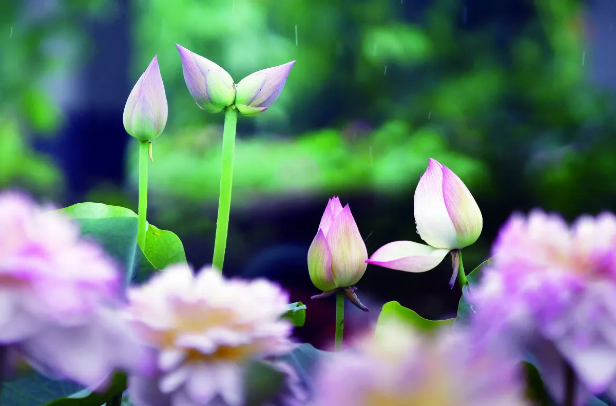 【遇見荷】赴宴