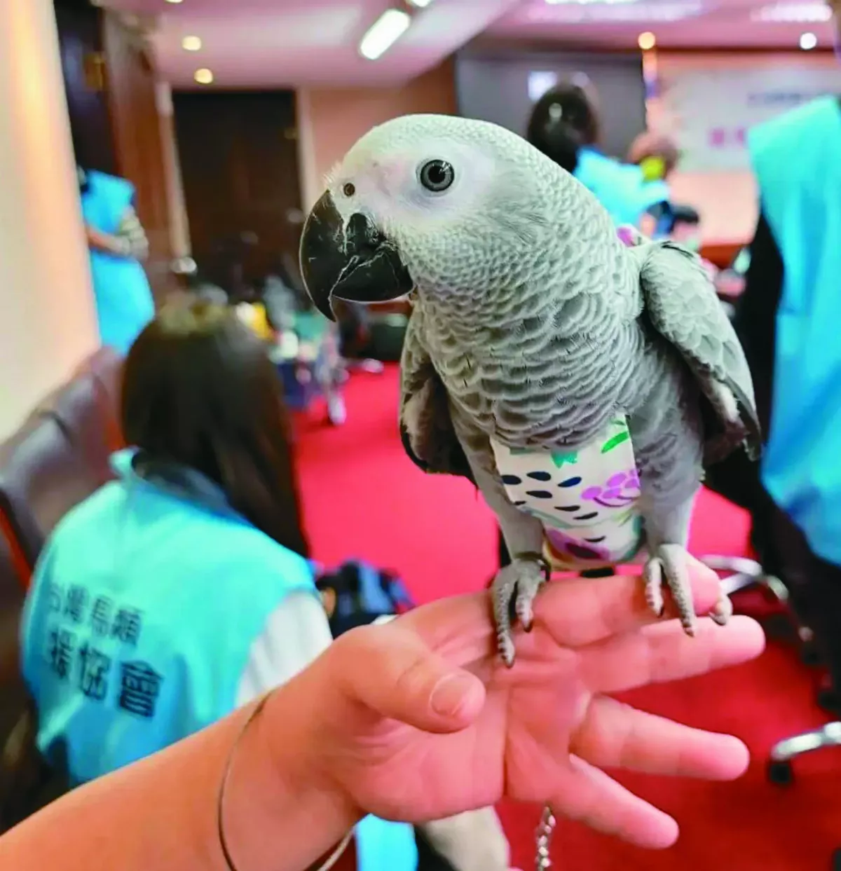 【台灣動物保護故事 系列５】小動物落難 民間團體高效神救援