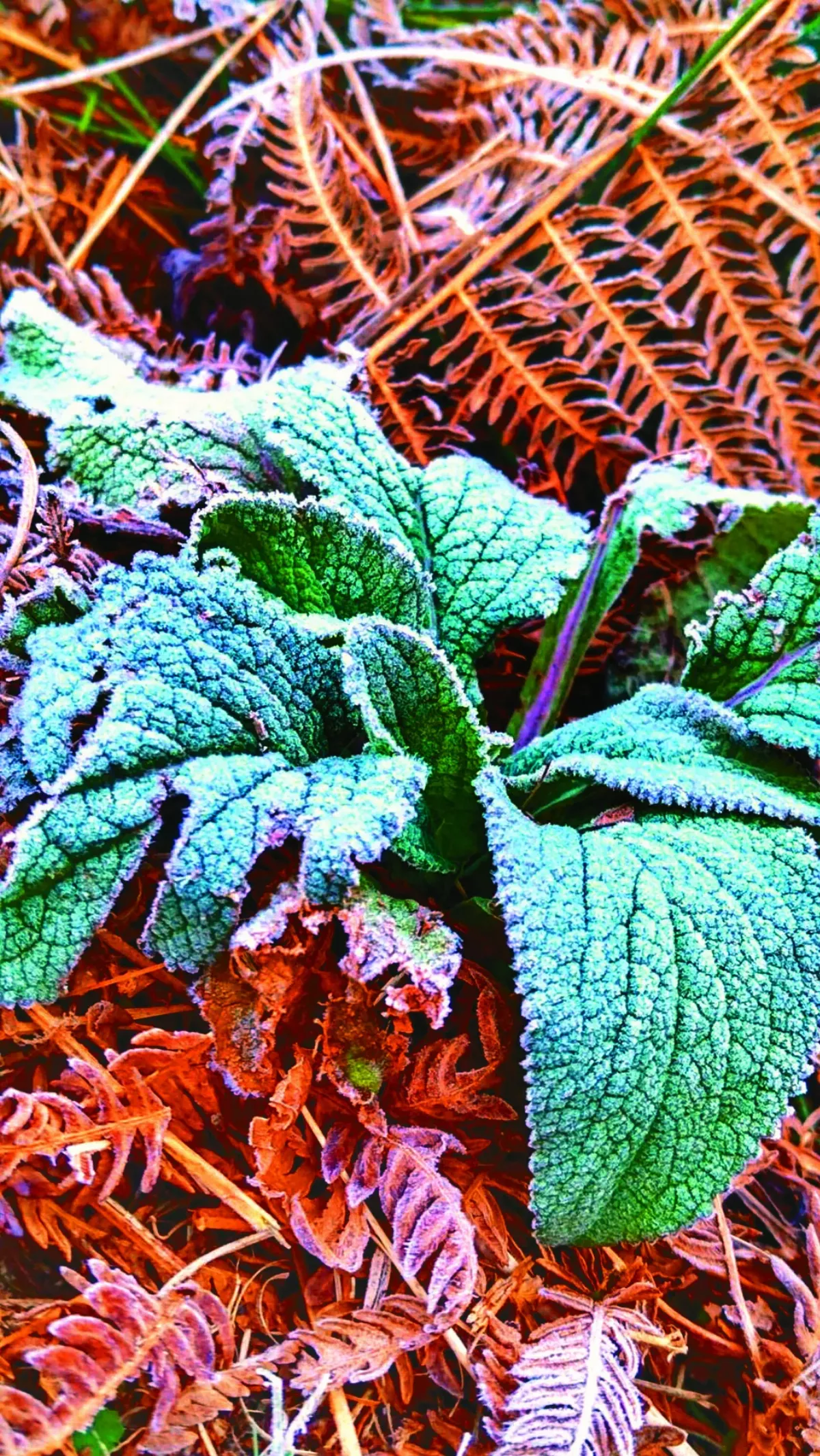 小雪山植物披白衣