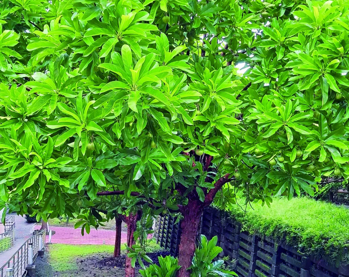 【植物筆記】第倫桃  