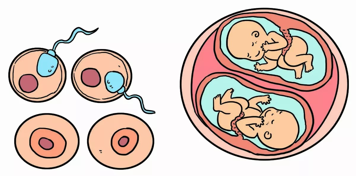 雙胞胎為何長這麼像？
