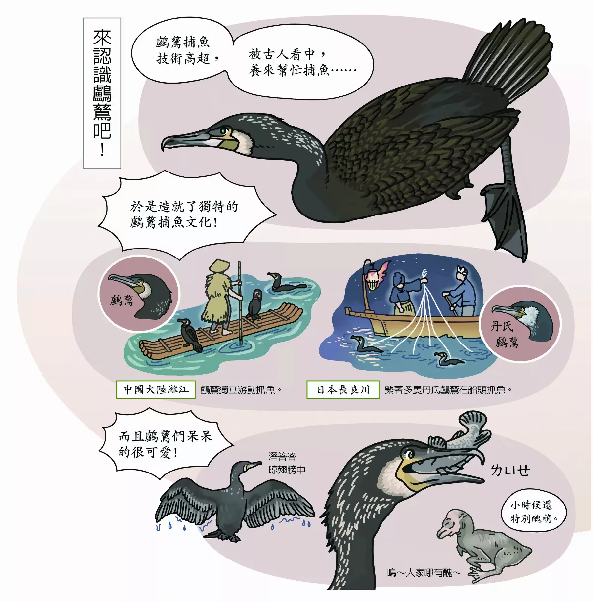 【玉子手札】人類古老捕魚夥伴 鸕鶿 