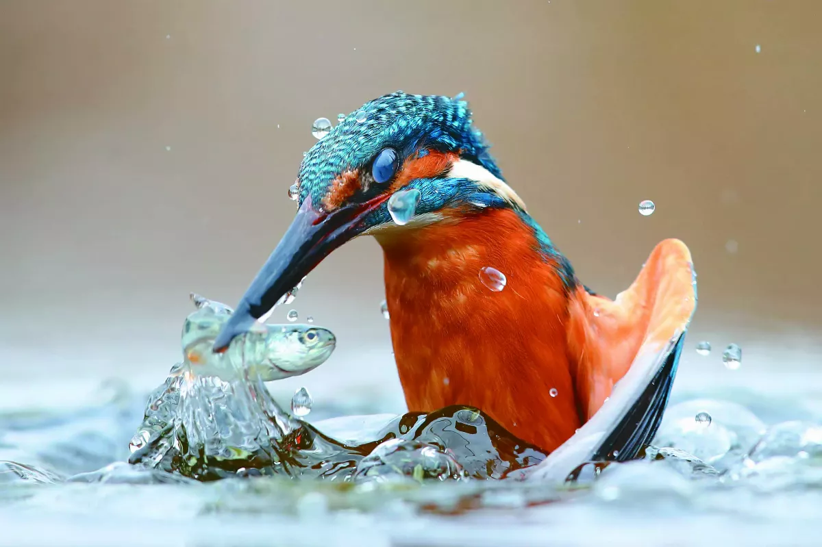 鳥兒怎麼抓魚？