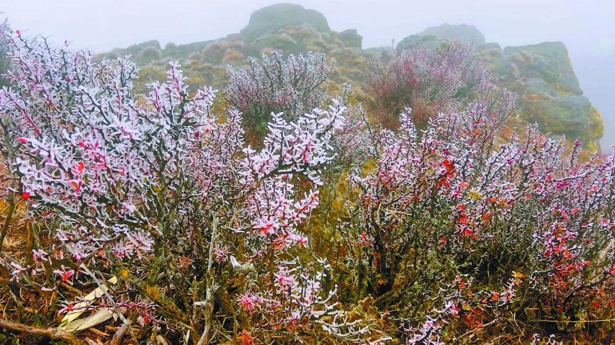 -6.6℃   玉山北峰 成銀白世界