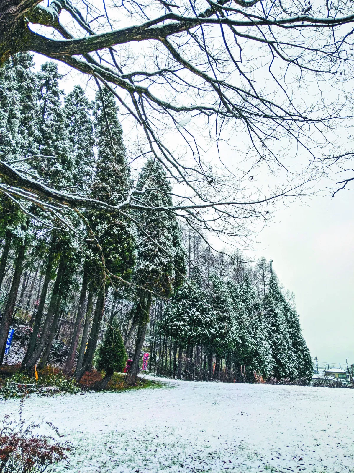【11-12月主題徵文 冬日】冬雪
