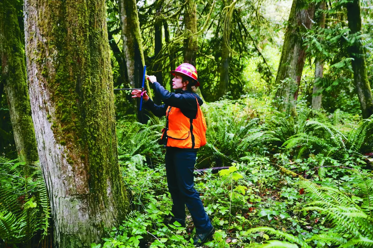 乾旱摧殘紅雪松 氣候金絲雀現蹤北美
