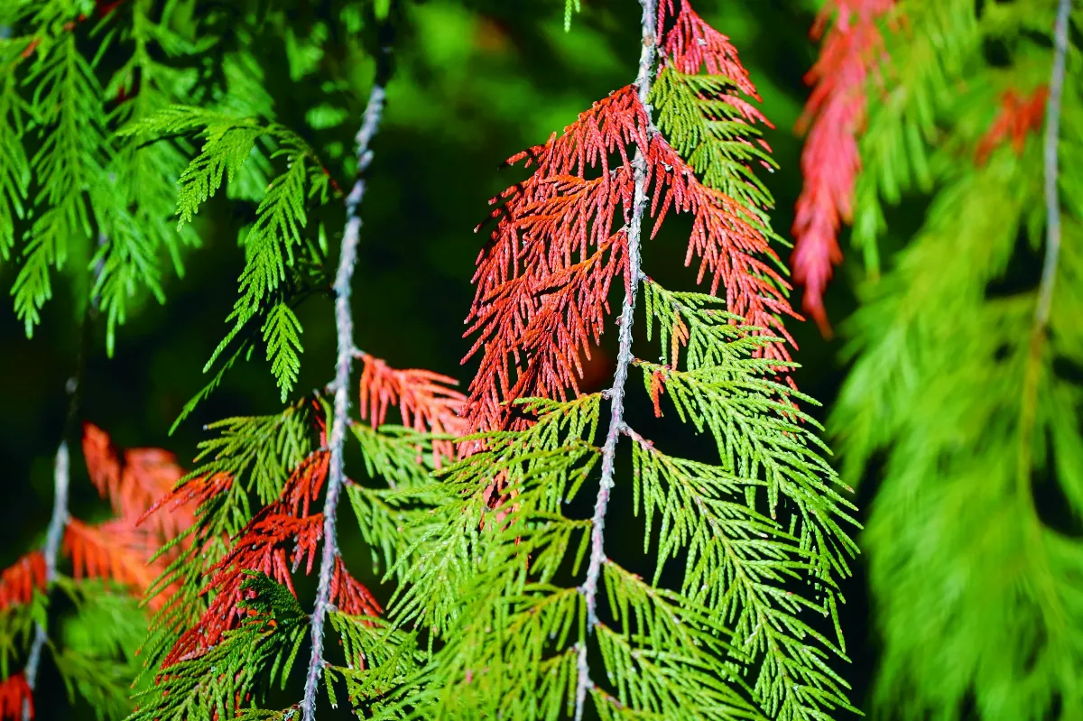 乾旱摧殘紅雪松 氣候金絲雀現蹤北美