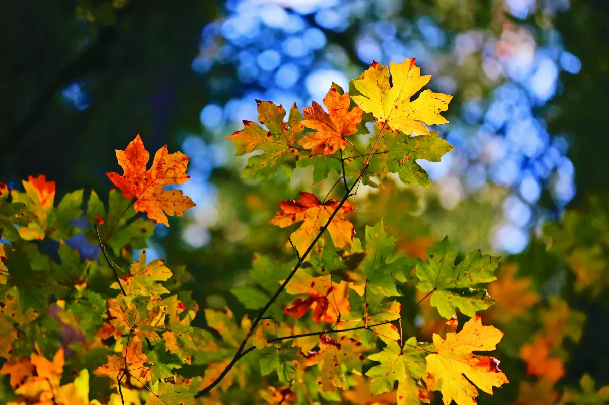乾旱摧殘紅雪松 氣候金絲雀現蹤北美