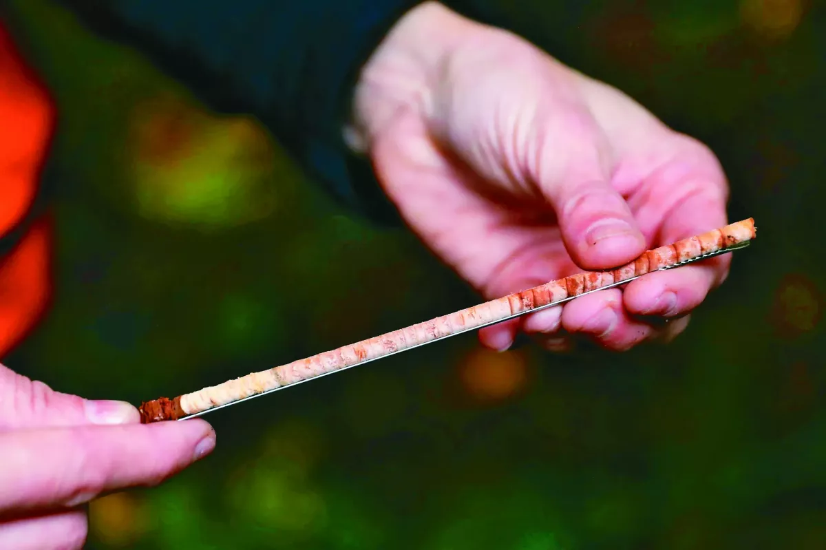 乾旱摧殘紅雪松 氣候金絲雀現蹤北美