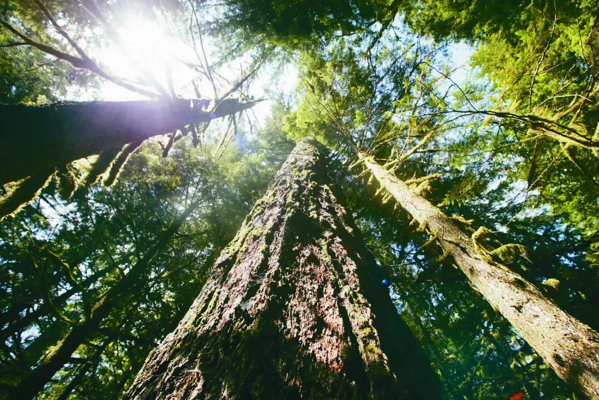 乾旱摧殘紅雪松 氣候金絲雀現蹤北美