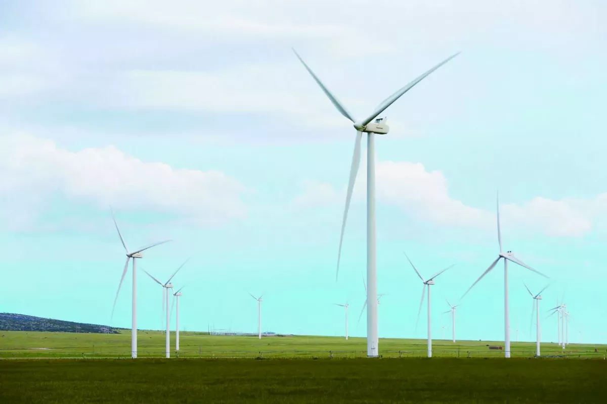 乾旱摧殘紅雪松 氣候金絲雀現蹤北美