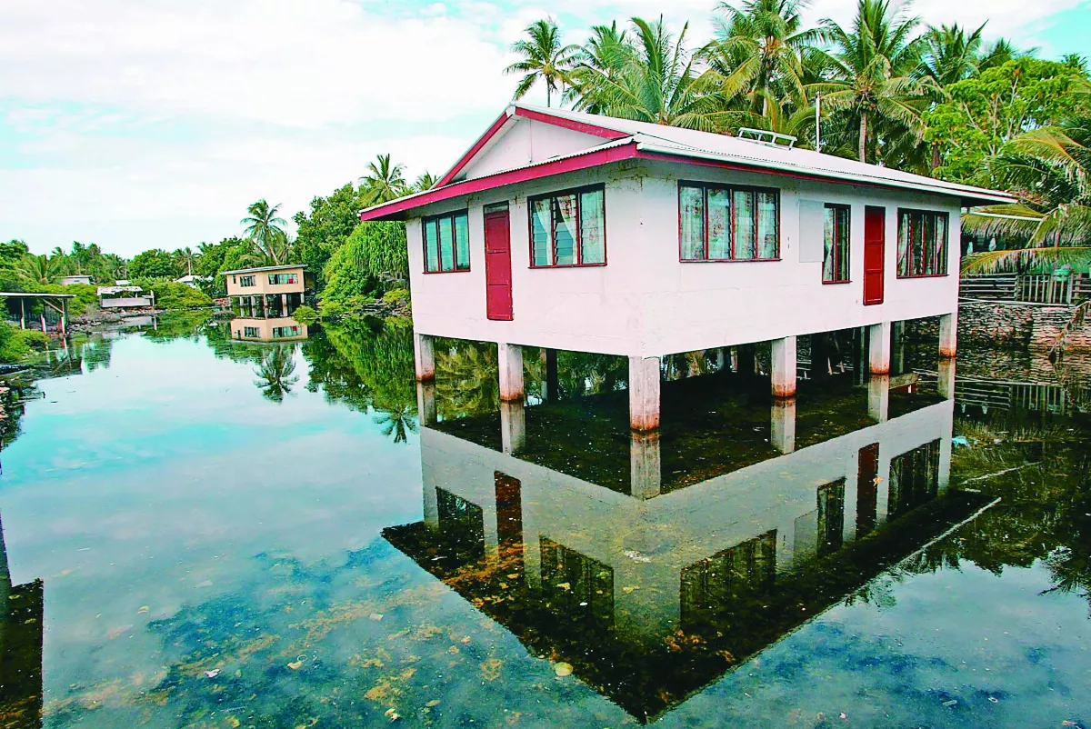 乾旱摧殘紅雪松 氣候金絲雀現蹤北美