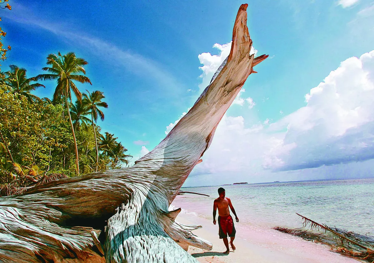 乾旱摧殘紅雪松 氣候金絲雀現蹤北美