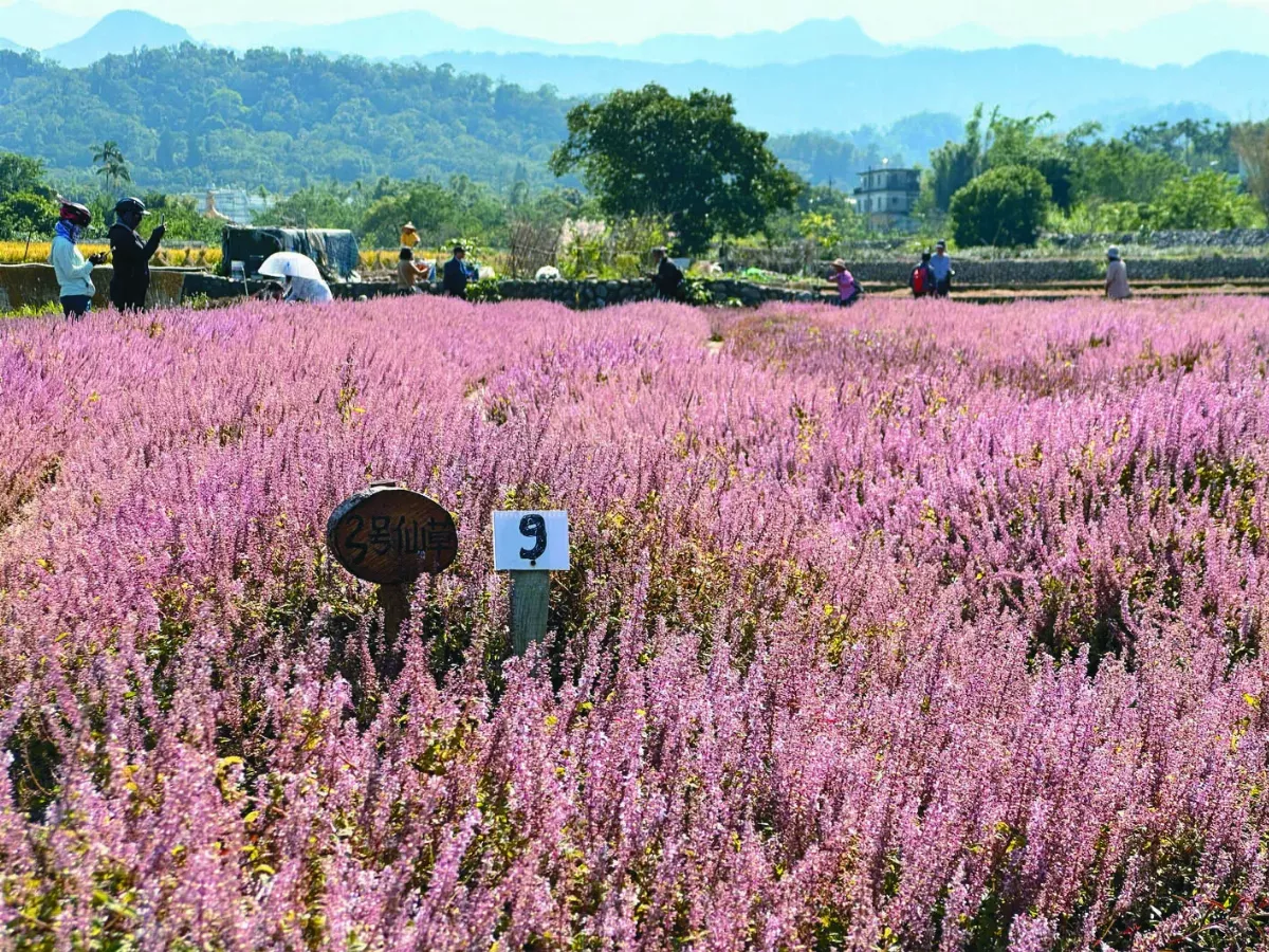 關西仙草花開