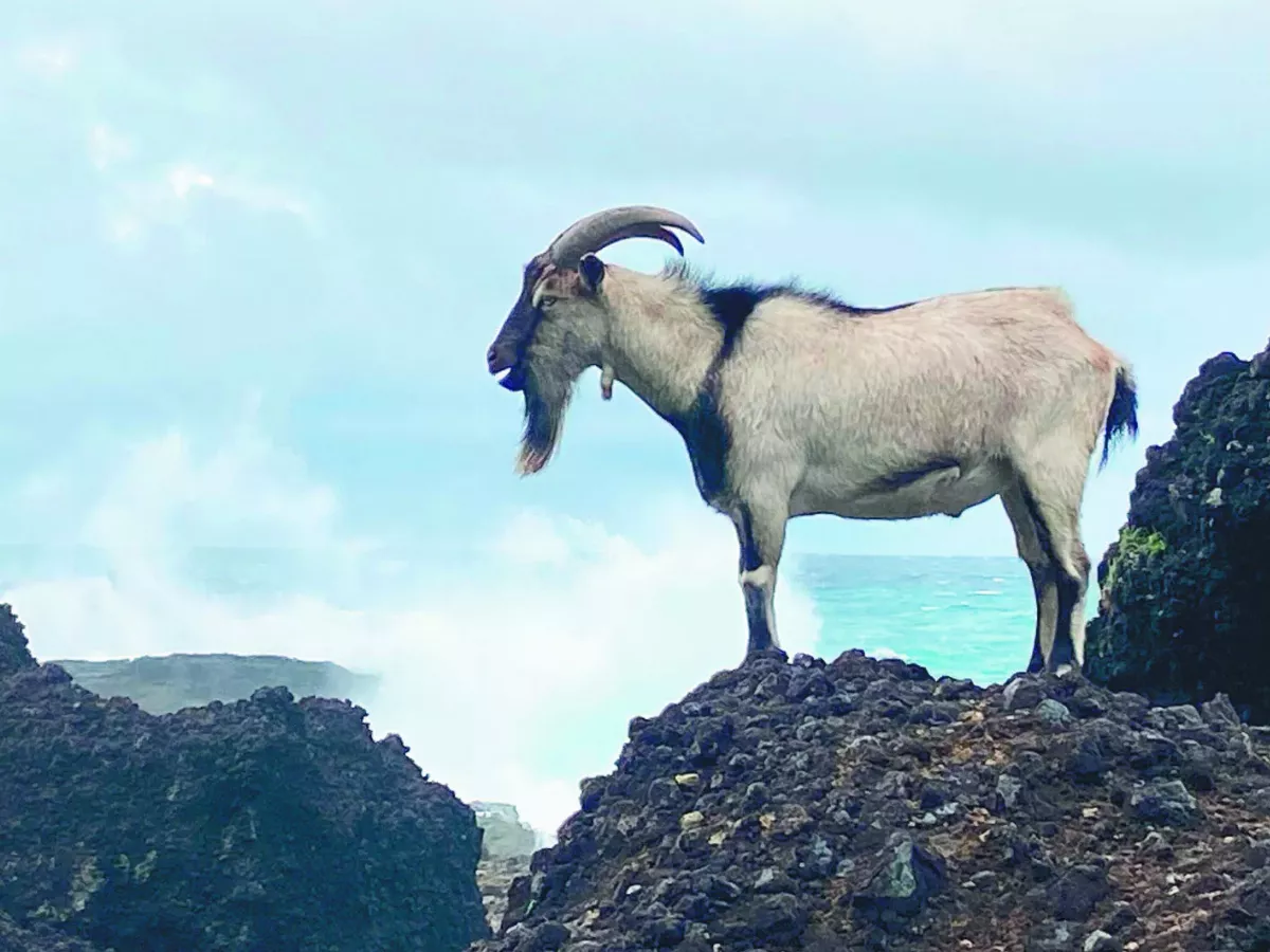 羊有如哲學家 沉思蘭嶼文化衝擊