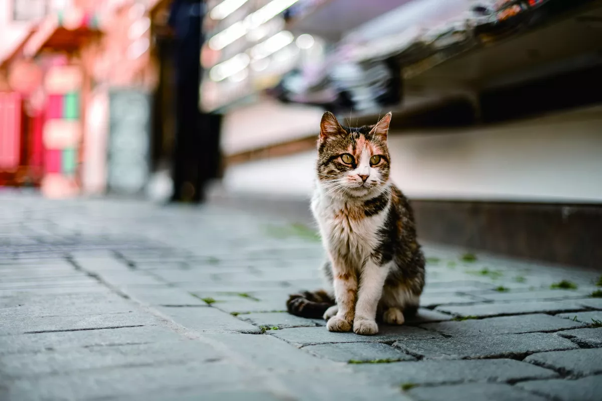 【悅讀人生】長髮公主救浪貓