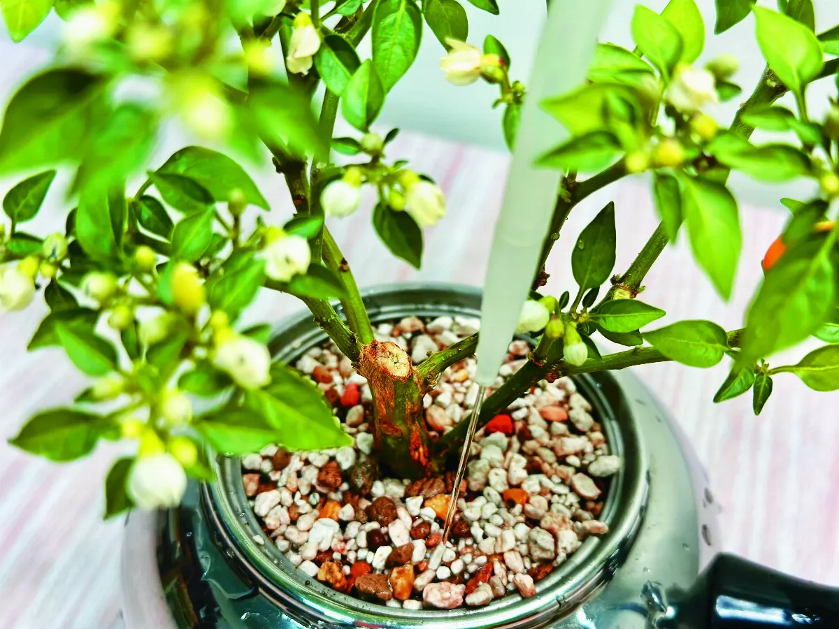 【愛植栽】室寵而椒──辣椒盆栽