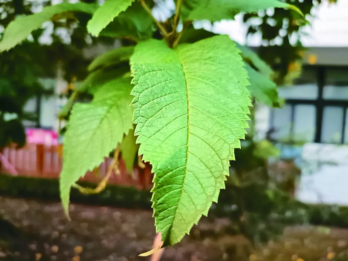 【芬芳步履】秋天的餽贈黃鐘花