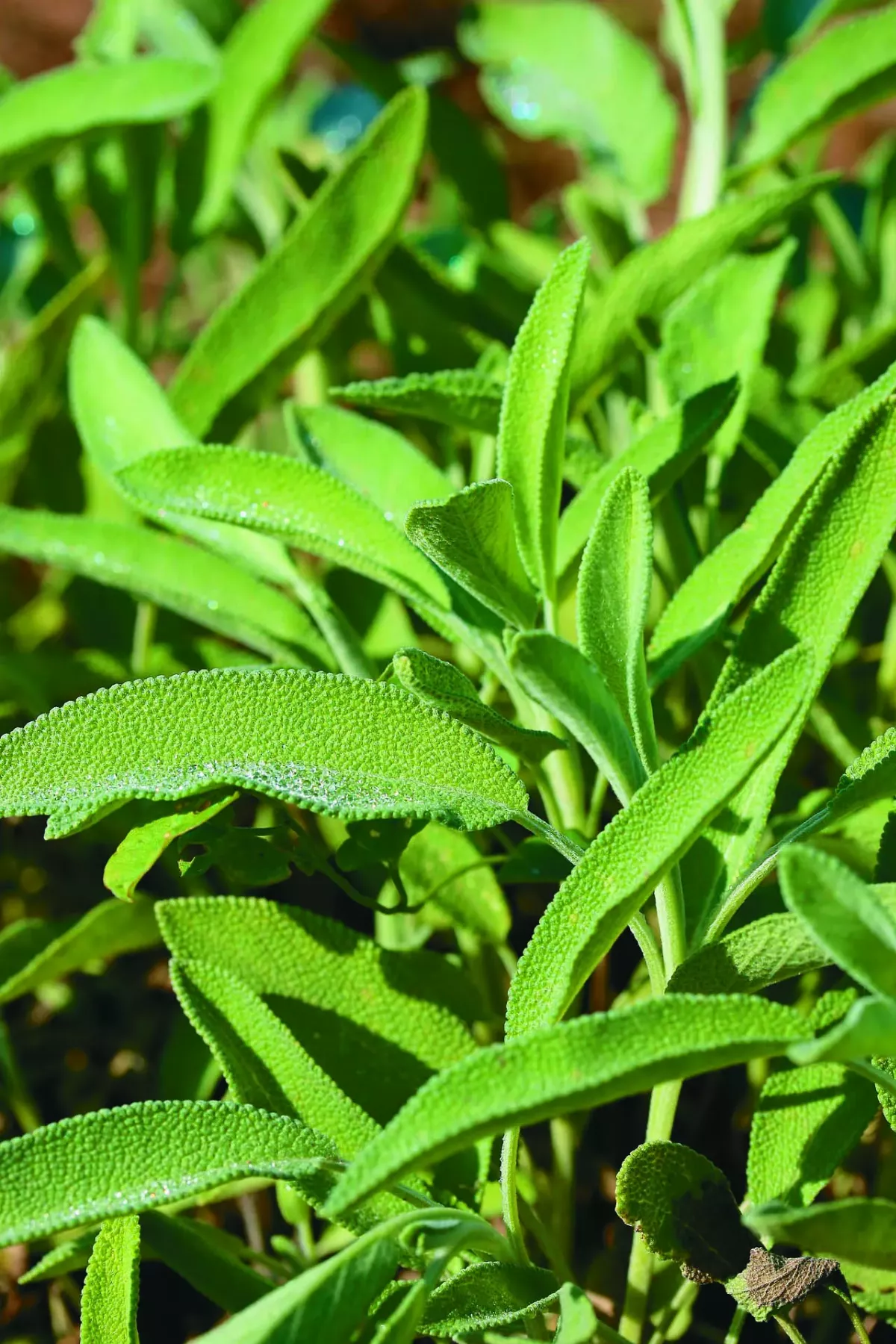【詩】鼠尾草