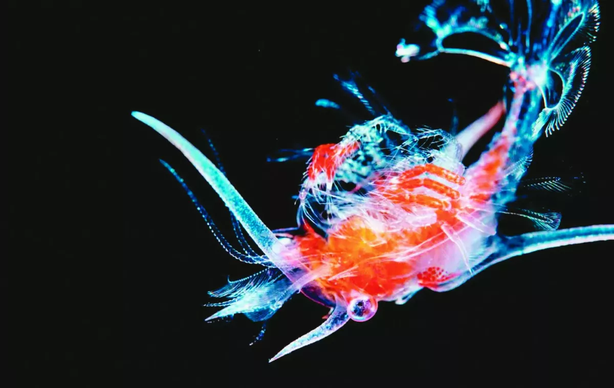 摸黑潛海 拍攝上千夢幻生物