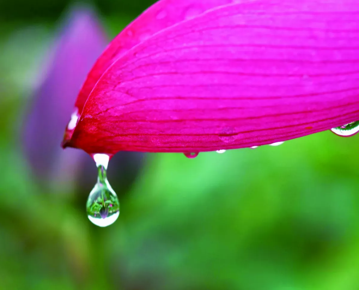 【遇見荷】閱讀花瓣