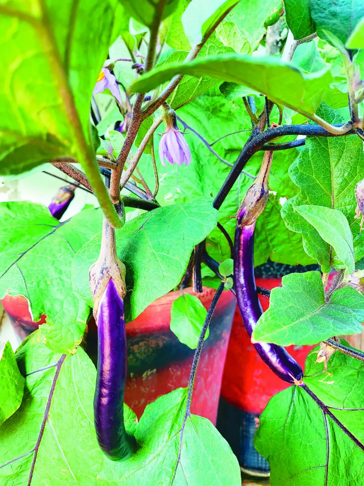 【即時吃輕鬆煮】健康烹調水煮茄