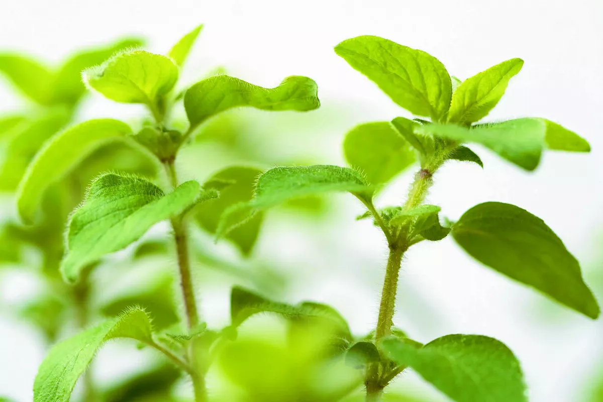 香草植物，毛絨絨的奧勒岡