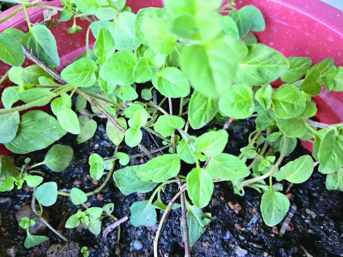 香草植物，毛絨絨的奧勒岡