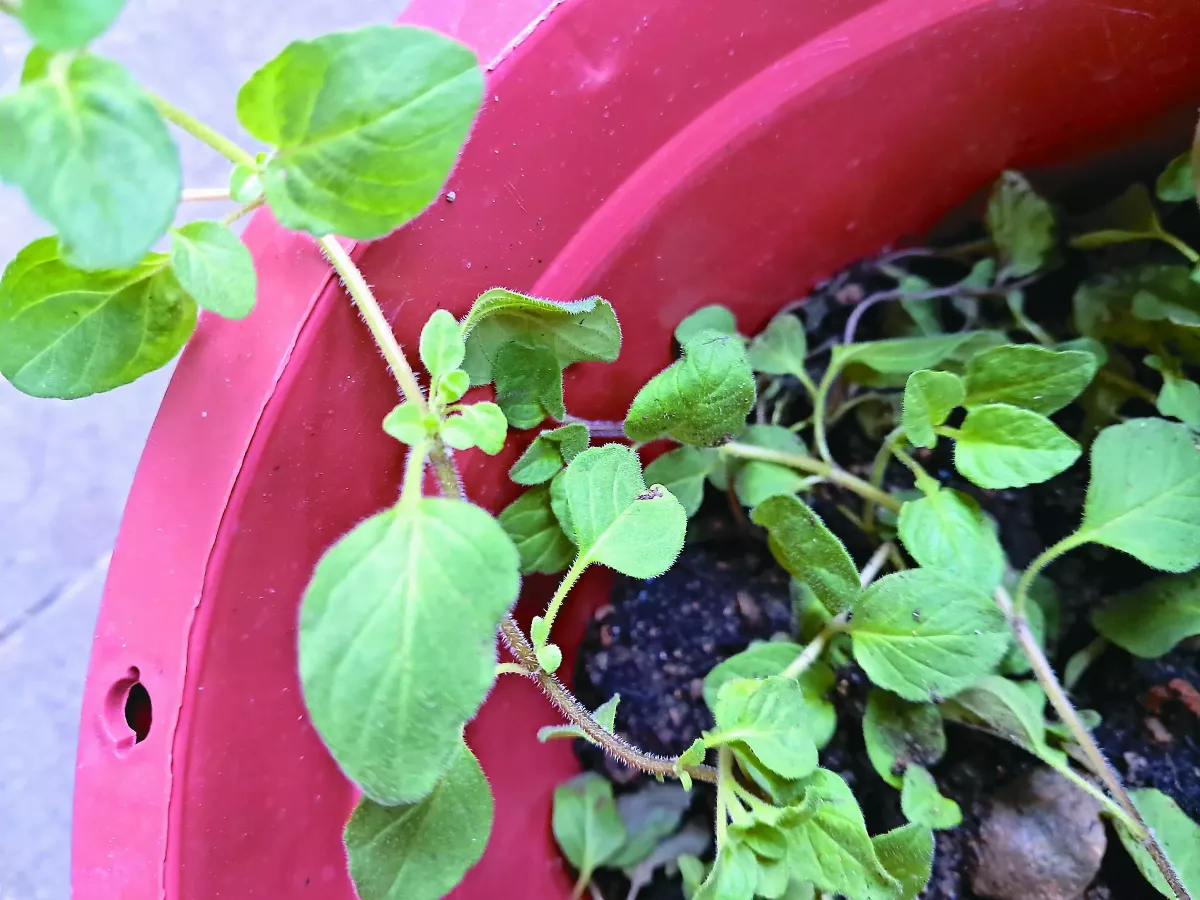 香草植物，毛絨絨的奧勒岡
