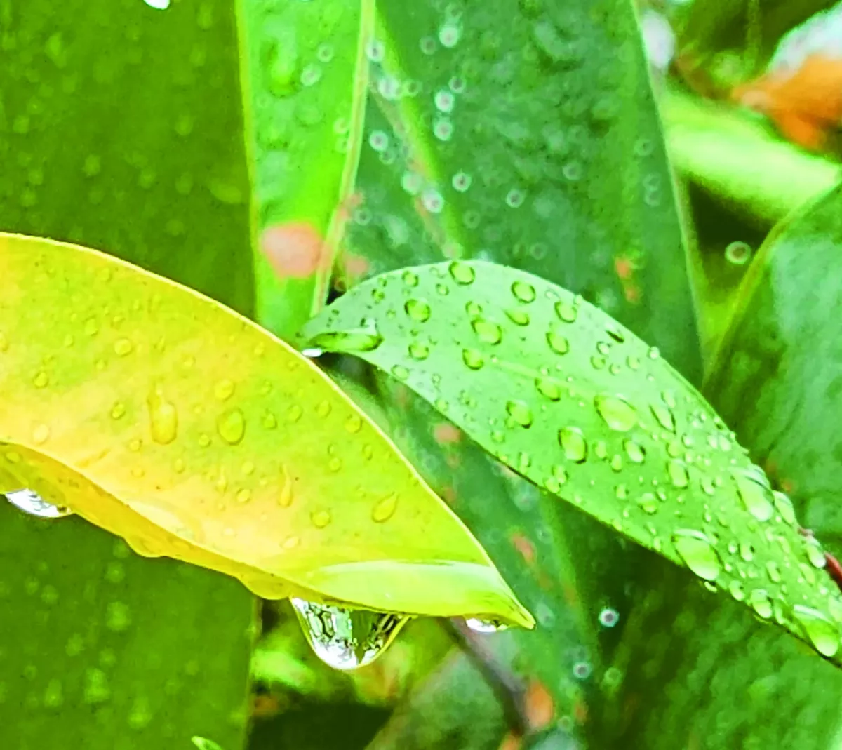 朝雨的獻禮