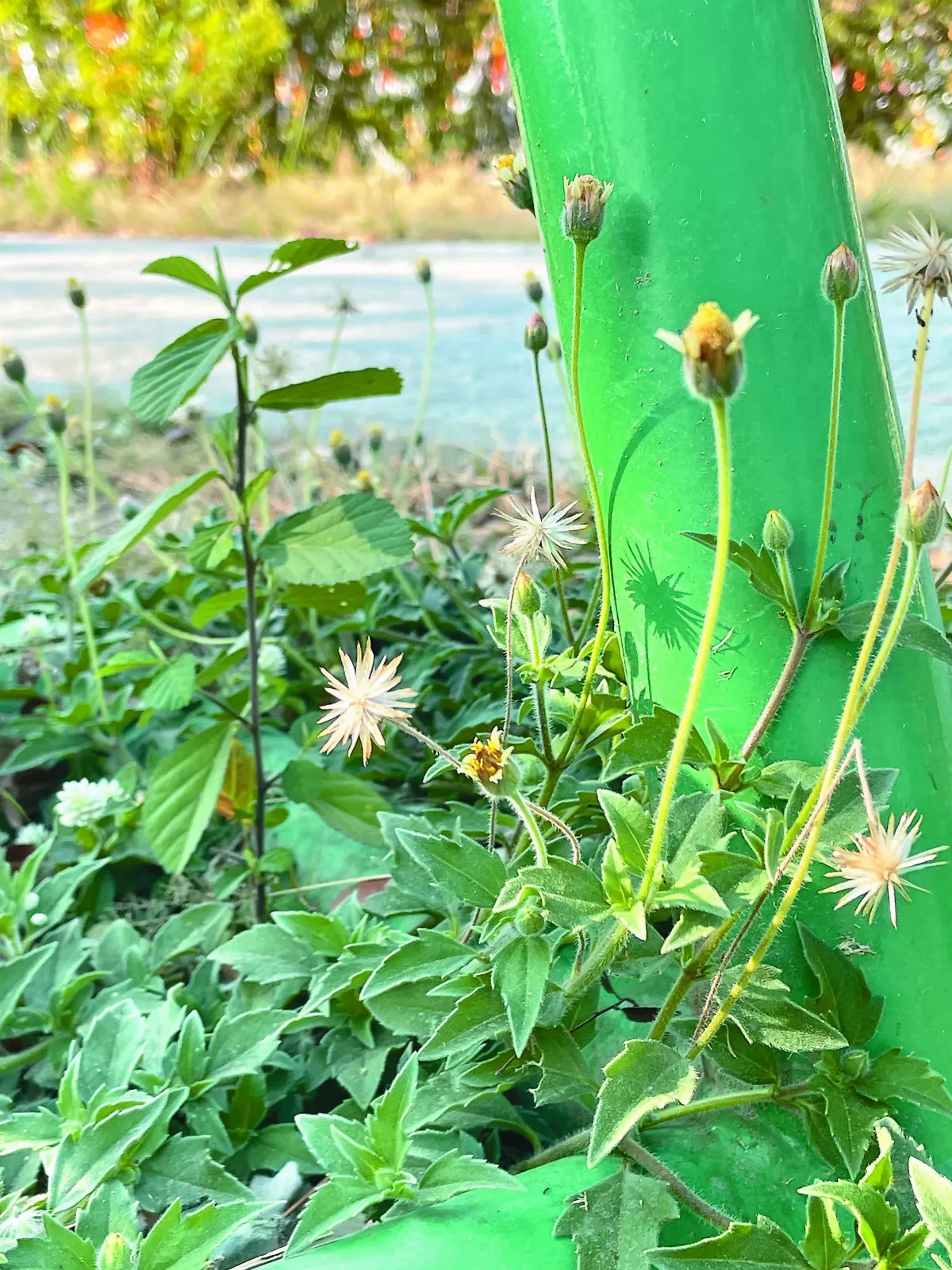 銀花莧 小小銀色世界