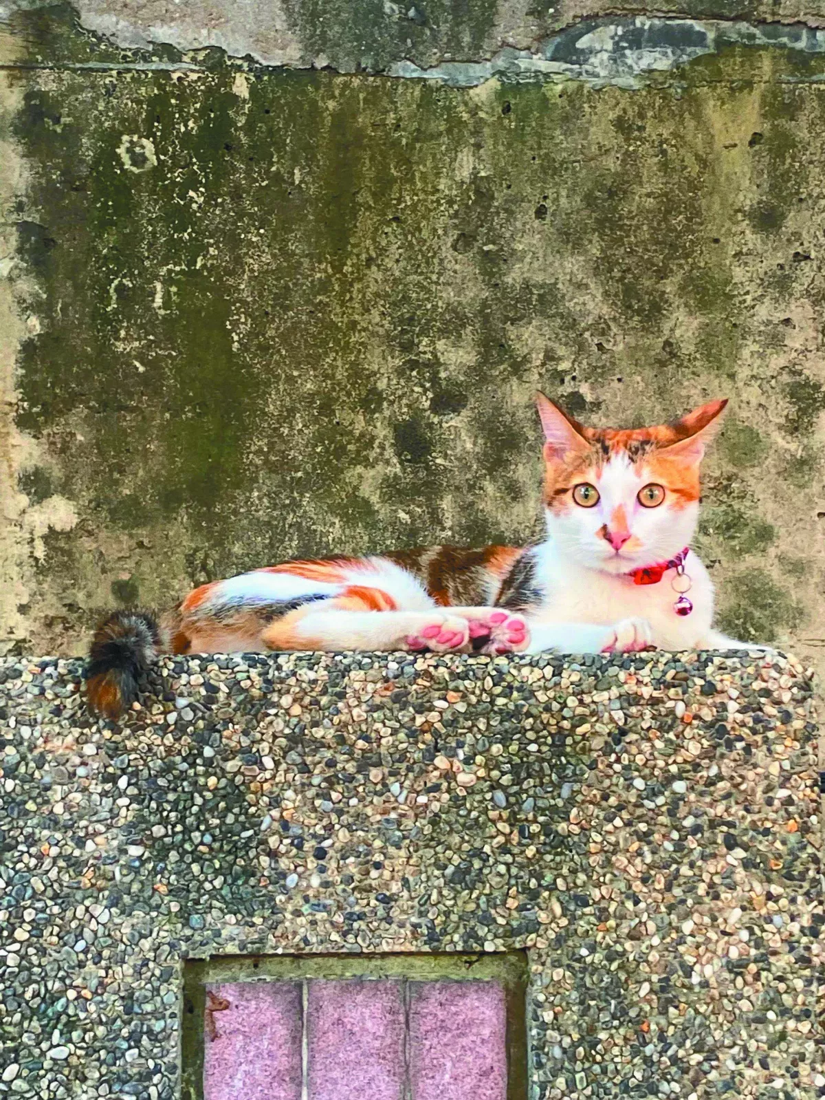 【貓咪篇】圍牆上的自由靈魂