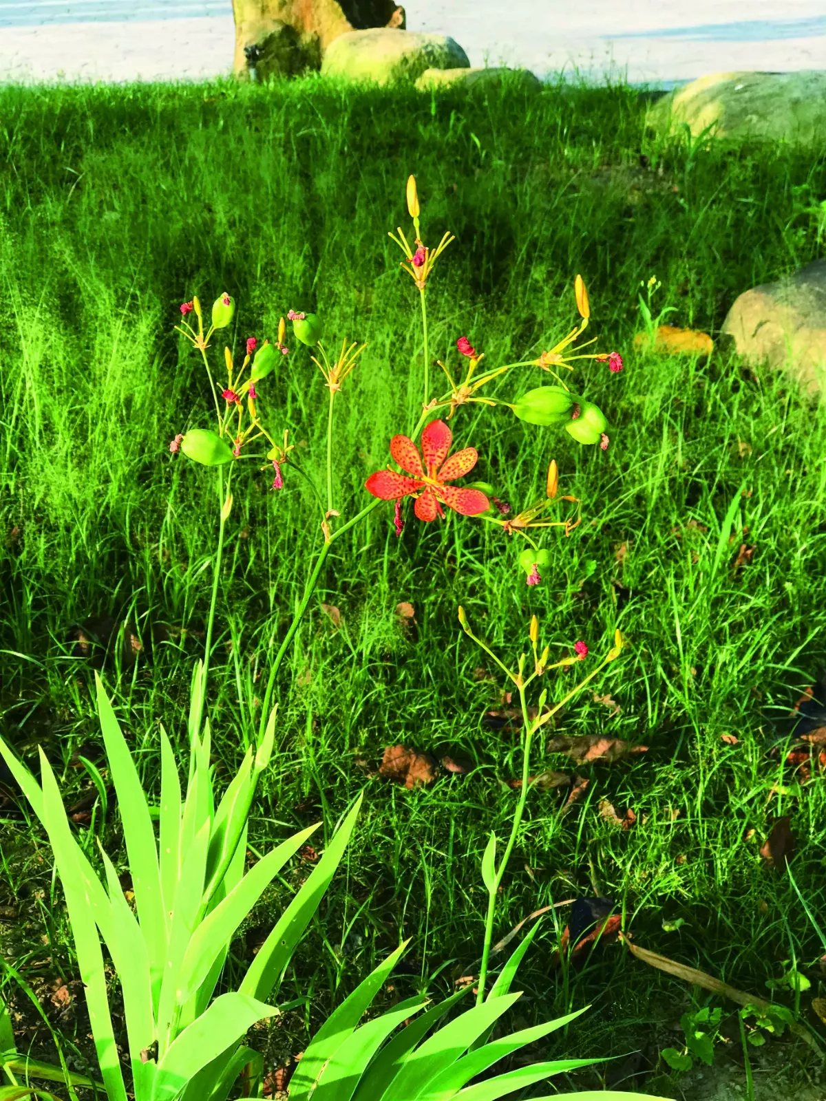 【十步芳草】射干多變化