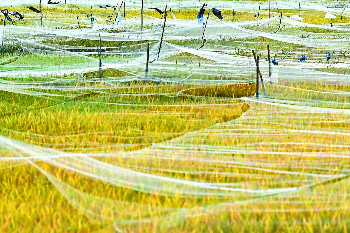 農作披紗網  田地添景色