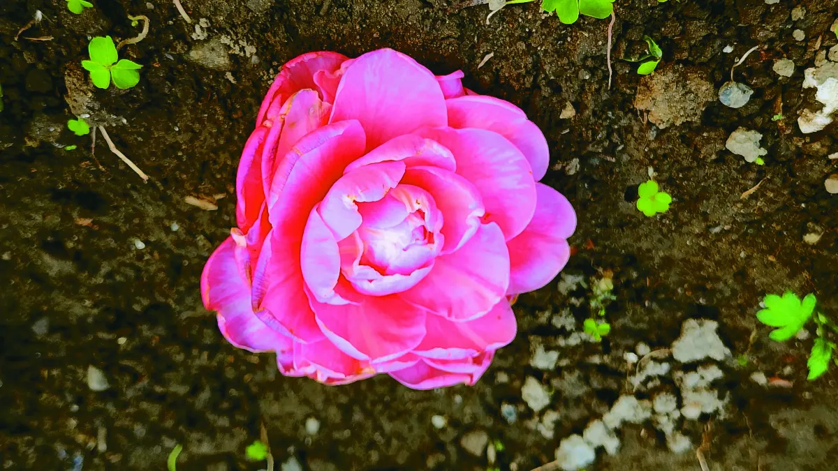 春泥更護花