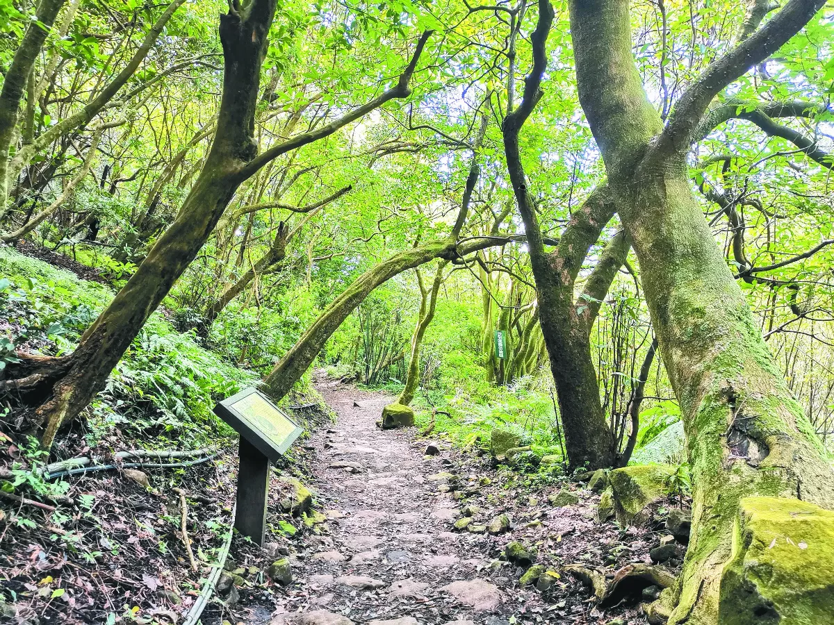 【走讀城鄉】陽明山上小祕徑──橫嶺古道