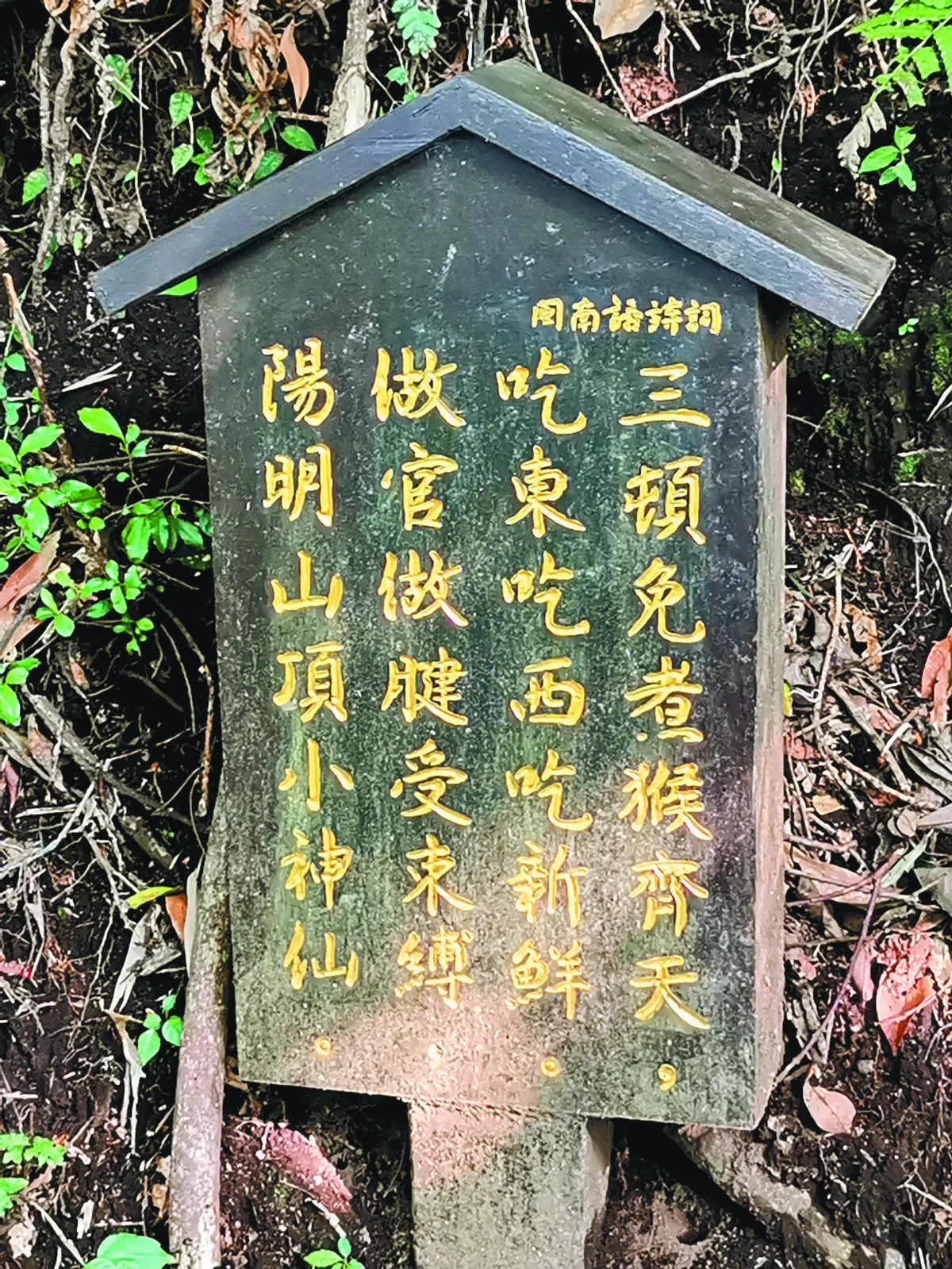 【走讀城鄉】陽明山上小祕徑──橫嶺古道