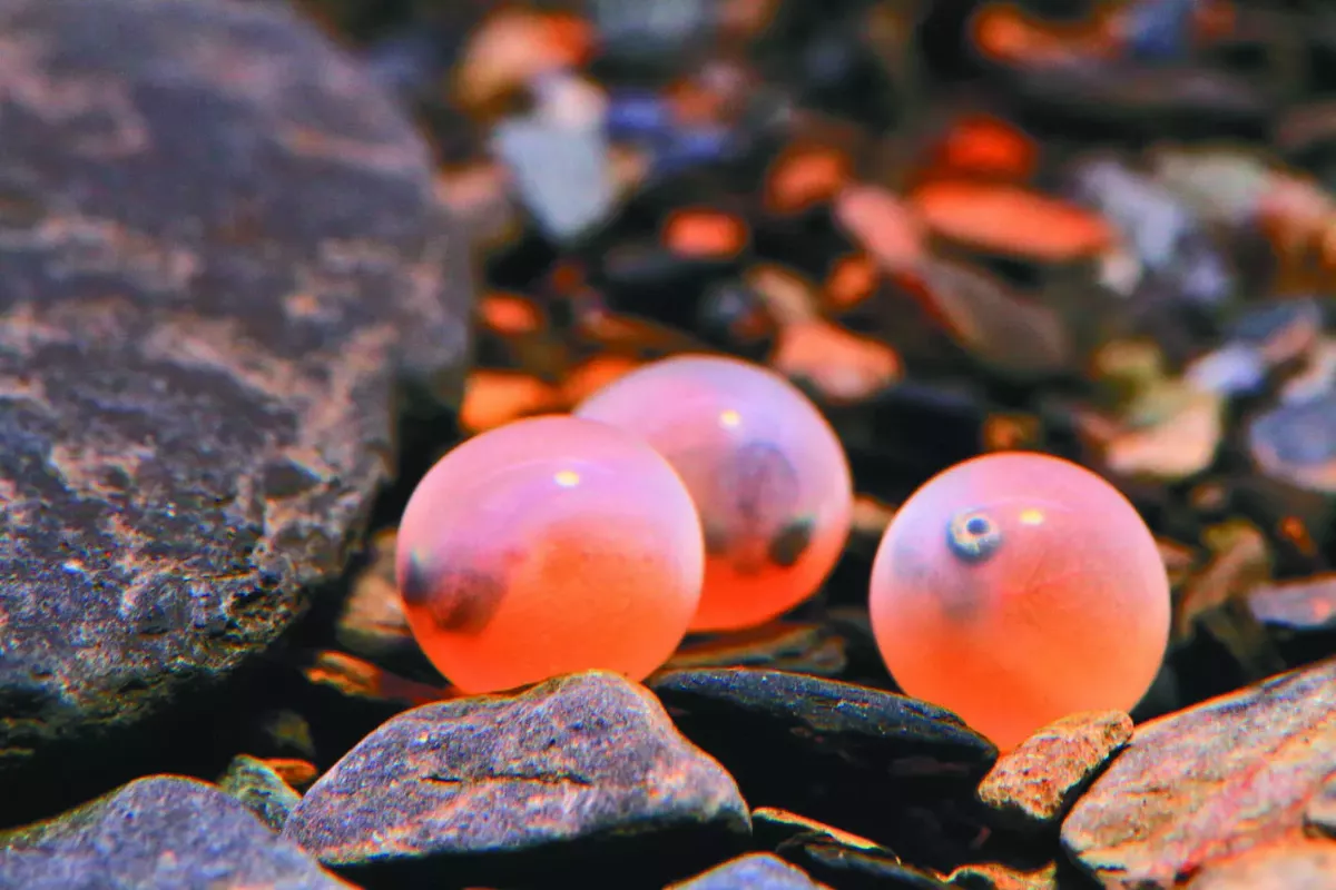 櫻花鉤吻鮭復育 27年成長75倍