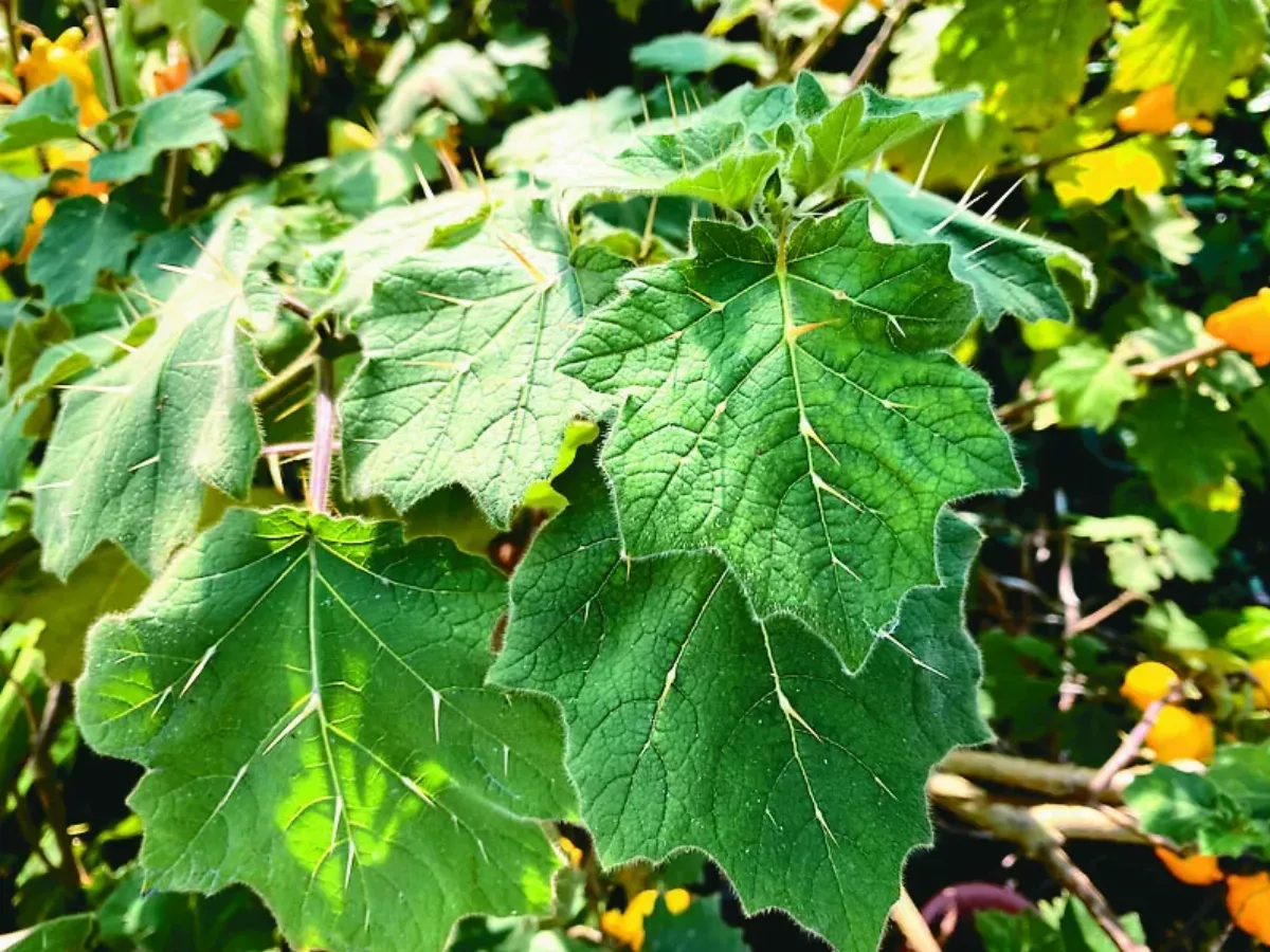 可愛五指茄