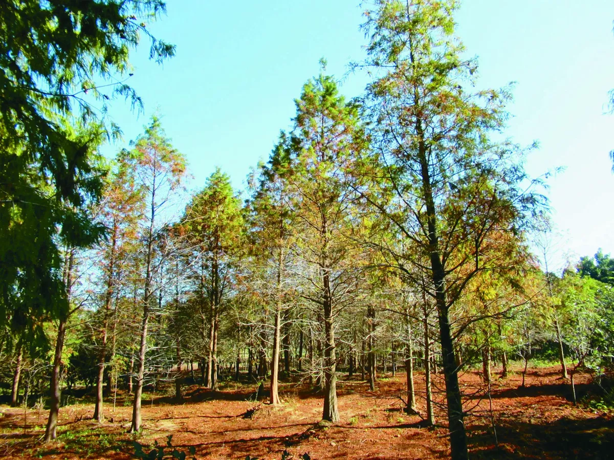 新竹．新埔 三街六巷義民亭 九降風吹晒柿餅