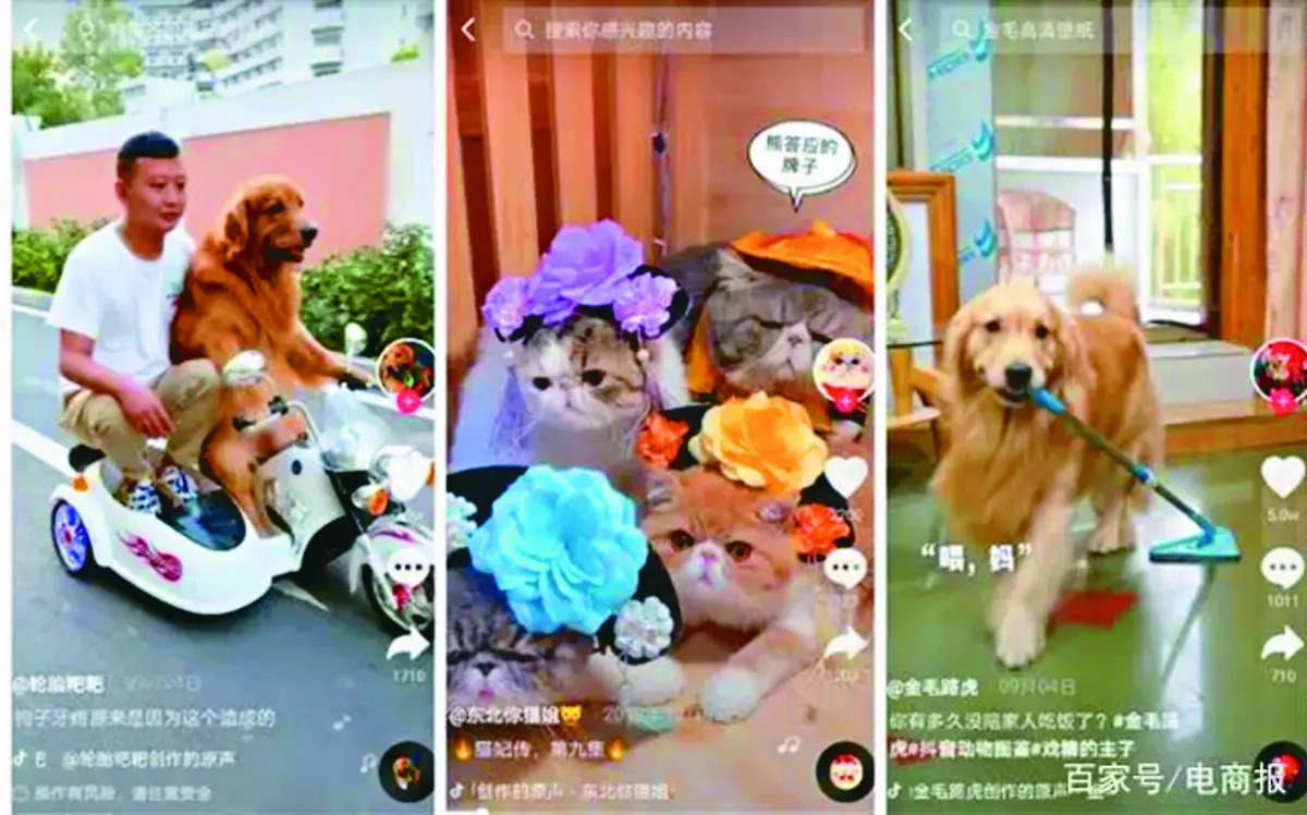 喵星人當主播 陸網友讚好療癒