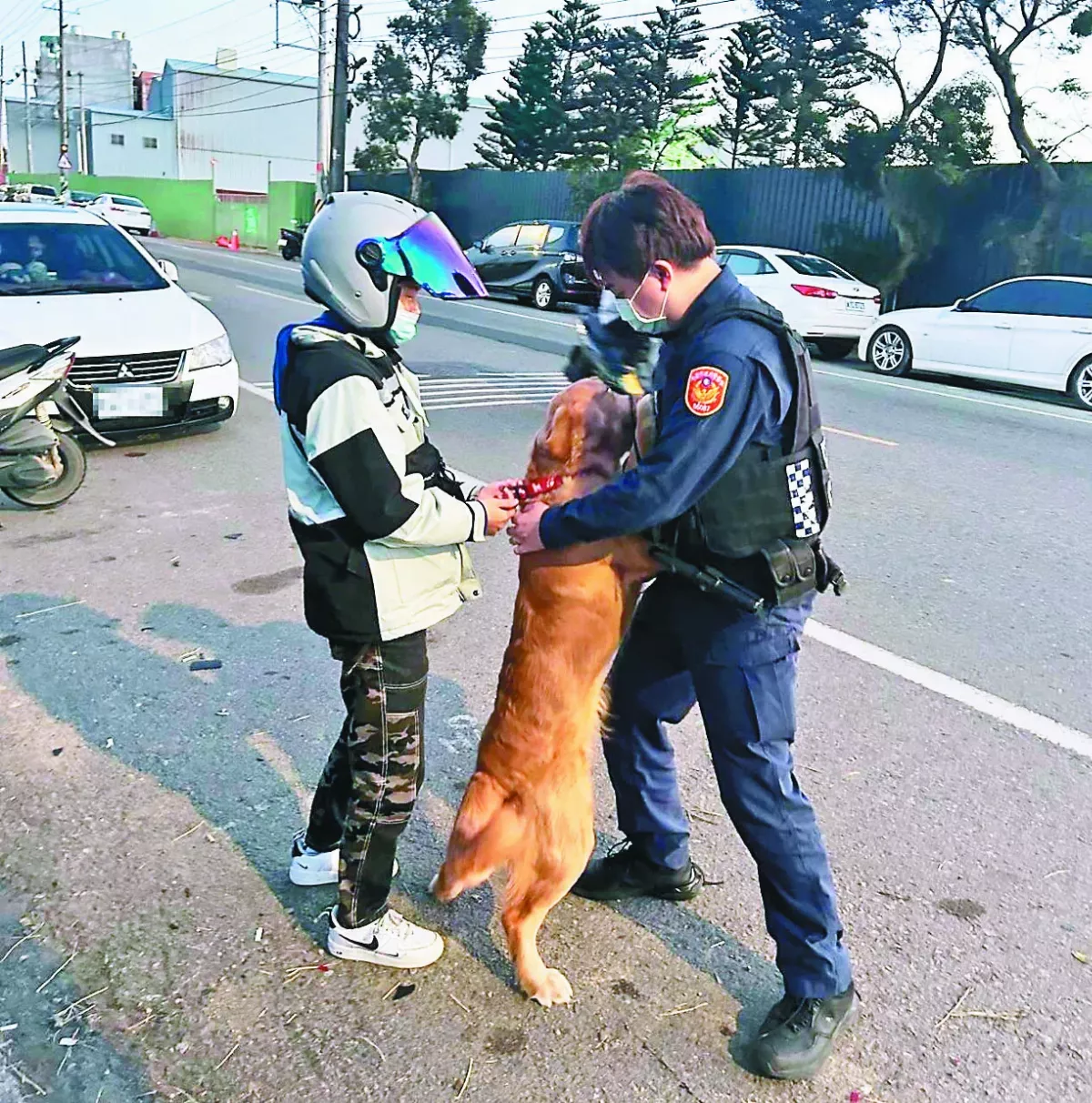 黃金獵犬迷路  抱警處理找到飼主