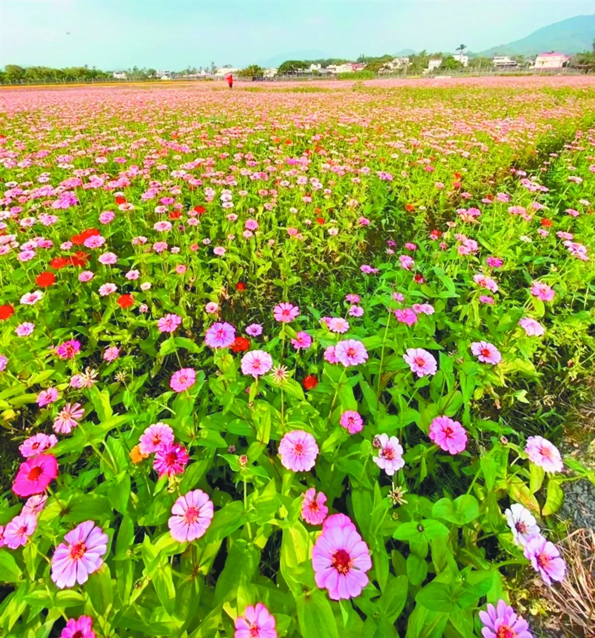 高雄杉林 春神提早報到