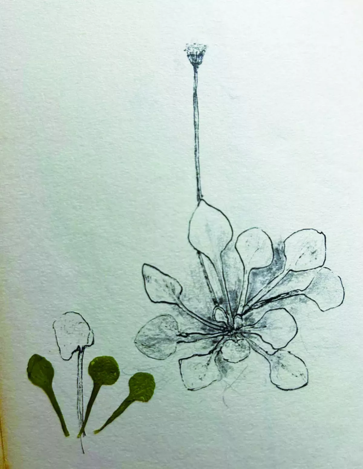 【沒有雜草】類雛菊飛蓬