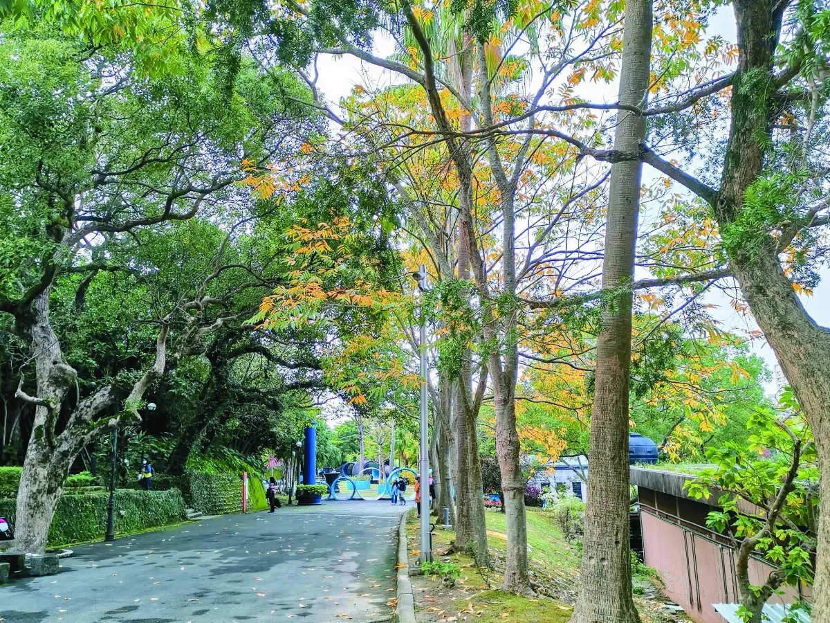 【丰采大地】報曉冬意 葉變彩
