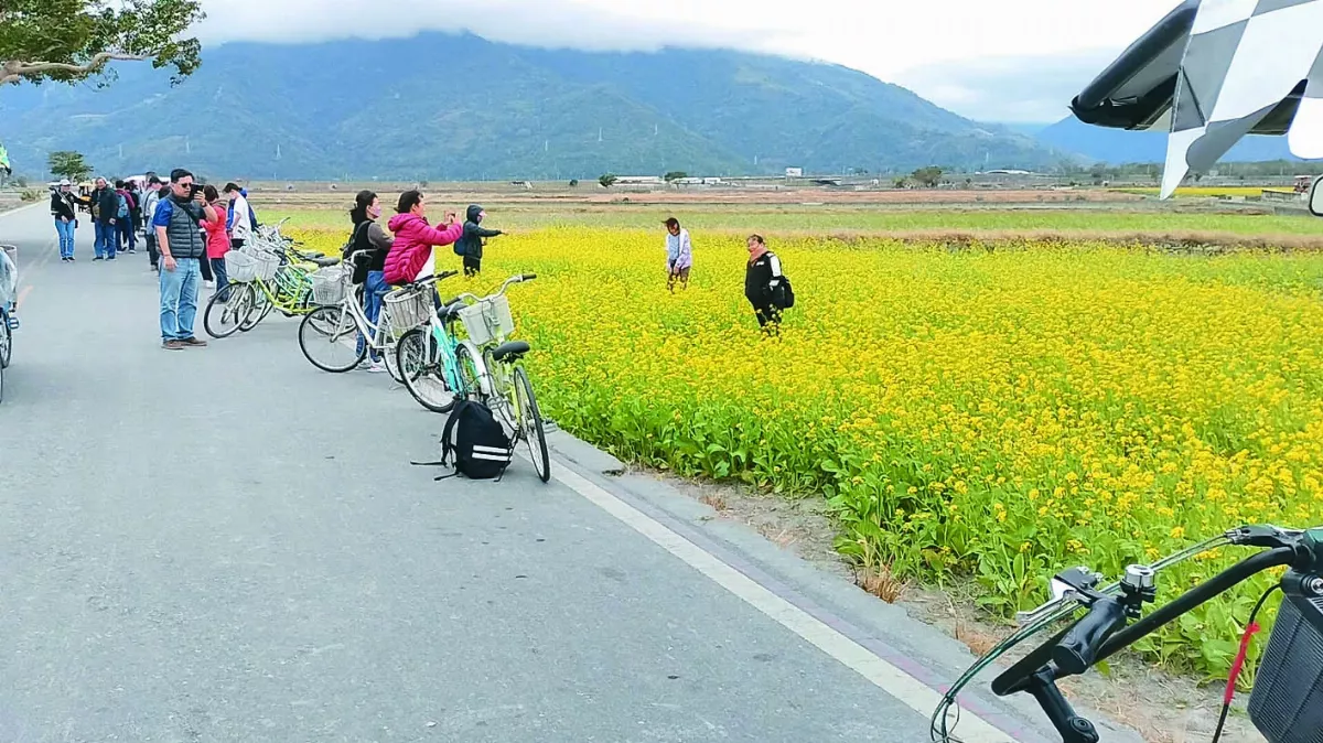 90公頃油菜花 稻米之鄉綻放