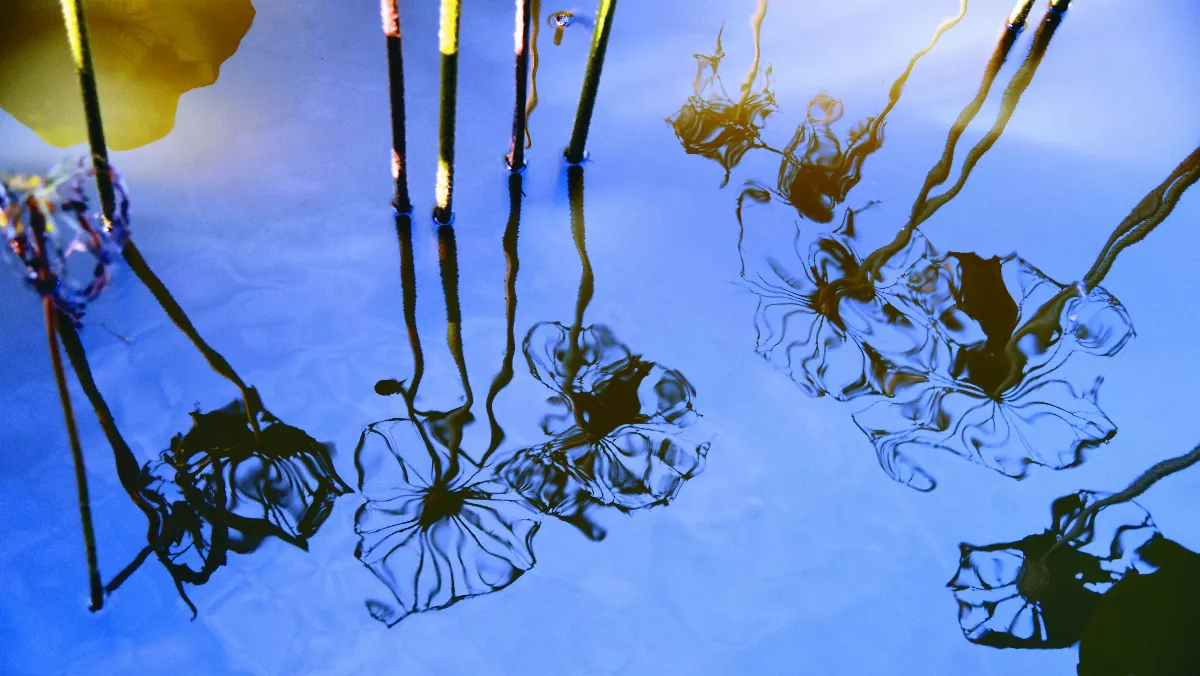 【遇見荷】荷花時間