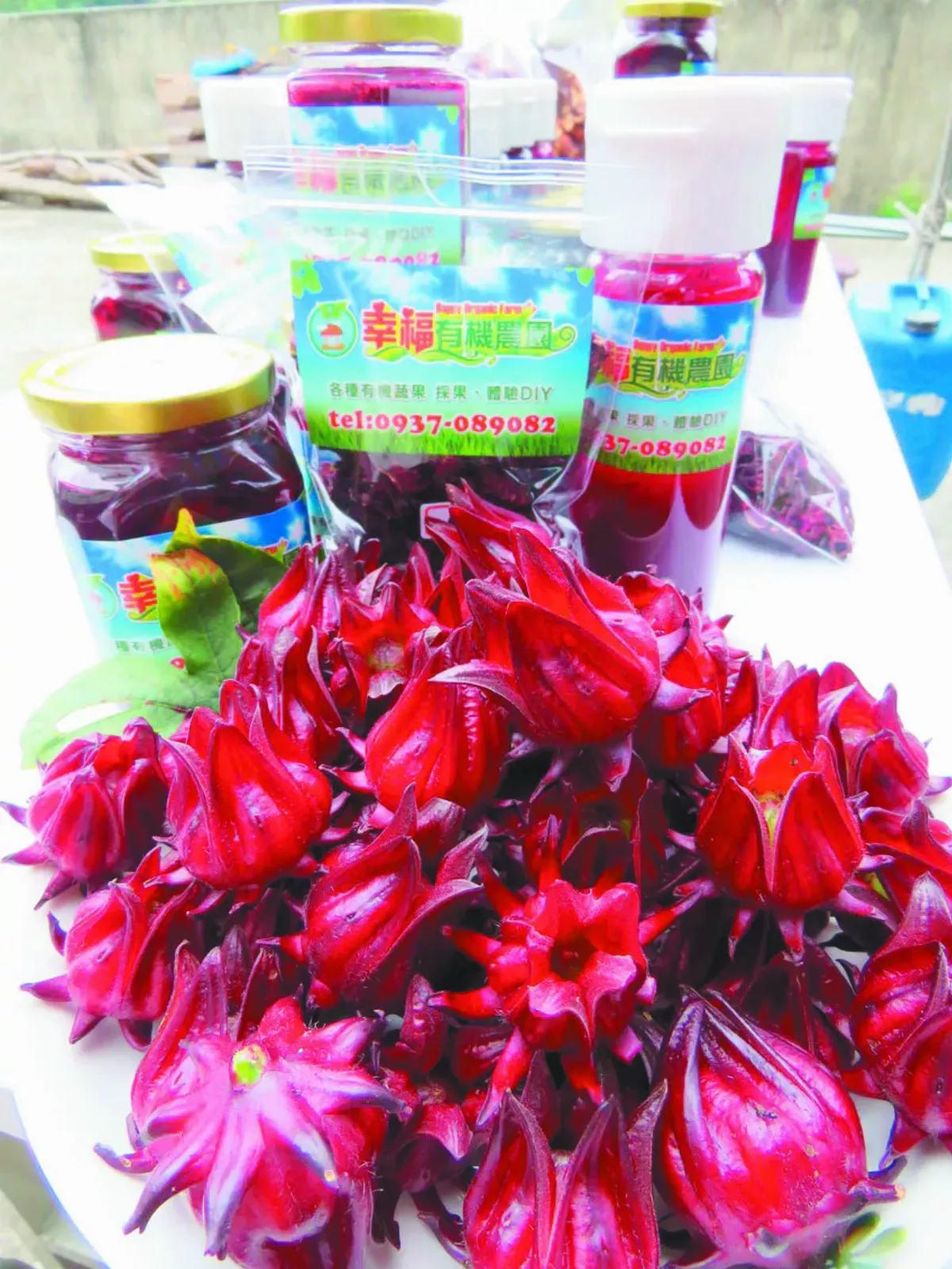 山楂煮茶喝  解大餐油膩   