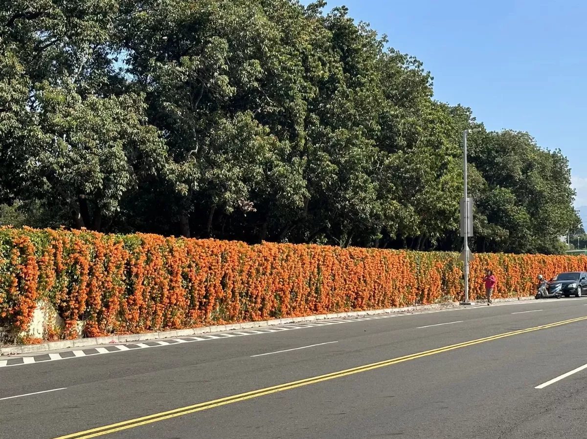 絕對季節限定  嘉義有炮仗花夢幻花牆